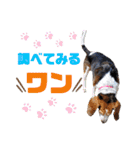 ビーグル＆ミニチュアダックスNo.1（個別スタンプ：2）