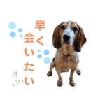 ビーグル＆ミニチュアダックスNo.1（個別スタンプ：5）