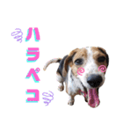 ビーグル＆ミニチュアダックスNo.1（個別スタンプ：7）