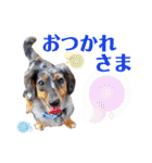 ビーグル＆ミニチュアダックスNo.1（個別スタンプ：8）