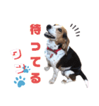 ビーグル＆ミニチュアダックスNo.1（個別スタンプ：9）