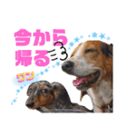 ビーグル＆ミニチュアダックスNo.1（個別スタンプ：15）