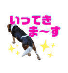 ビーグル＆ミニチュアダックスNo.1（個別スタンプ：18）