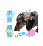 ビーグル＆ミニチュアダックスNo.1（個別スタンプ：20）