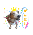 ビーグル＆ミニチュアダックスNo.1（個別スタンプ：21）