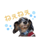 ビーグル＆ミニチュアダックスNo.1（個別スタンプ：22）