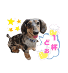 ビーグル＆ミニチュアダックスNo.1（個別スタンプ：24）