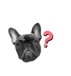 dog  MIX（個別スタンプ：1）