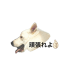 dog  MIX（個別スタンプ：2）