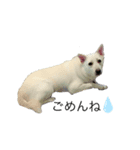 dog  MIX（個別スタンプ：3）
