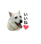 dog  MIX（個別スタンプ：4）