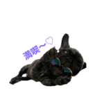 dog  MIX（個別スタンプ：7）