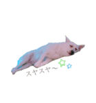 dog  MIX（個別スタンプ：8）