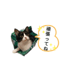 ふうきん③（個別スタンプ：16）
