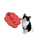 ふうきん③（個別スタンプ：18）