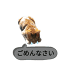 ふうきん③（個別スタンプ：26）