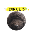 食いしん坊ココのスタンプ（個別スタンプ：7）