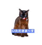 青い瞳の猫ジル2（個別スタンプ：2）