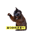 青い瞳の猫ジル2（個別スタンプ：3）