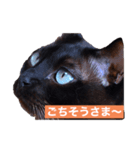 青い瞳の猫ジル2（個別スタンプ：4）