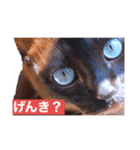 青い瞳の猫ジル2（個別スタンプ：5）