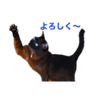 青い瞳の猫ジル2（個別スタンプ：6）