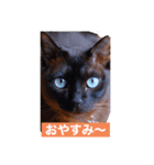 青い瞳の猫ジル2（個別スタンプ：7）