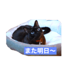 青い瞳の猫ジル2（個別スタンプ：8）