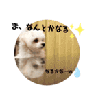 チワマルのリリ（個別スタンプ：4）