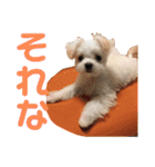 チワマルのリリ（個別スタンプ：17）