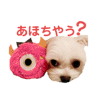 チワマルのリリ（個別スタンプ：35）