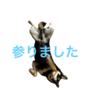 サスケ 第二弾！（個別スタンプ：2）