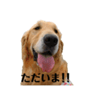 ゴールデンレトリバー ジル＆ヤマト（個別スタンプ：3）