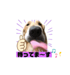 ゴールデンレトリバー ジル＆ヤマト（個別スタンプ：5）