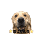 ゴールデンレトリバー ジル＆ヤマト（個別スタンプ：6）