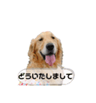 ゴールデンレトリバー ジル＆ヤマト（個別スタンプ：10）