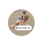 ゴールデンレトリバー ジル＆ヤマト（個別スタンプ：13）