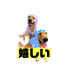 ゴールデンレトリバー ジル＆ヤマト（個別スタンプ：21）
