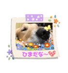 ゴールデンレトリバー ジル＆ヤマト（個別スタンプ：30）