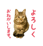 ねこねこくースタンプ（個別スタンプ：2）