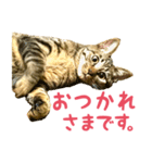 ねこねこくースタンプ（個別スタンプ：3）