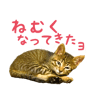 ねこねこくースタンプ（個別スタンプ：8）