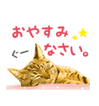 ねこねこくースタンプ（個別スタンプ：10）