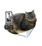 格差キャッツ 梅と福（個別スタンプ：1）