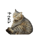 格差キャッツ 梅と福（個別スタンプ：5）