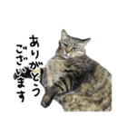格差キャッツ 梅と福（個別スタンプ：6）