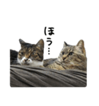 格差キャッツ 梅と福（個別スタンプ：7）