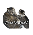 格差キャッツ 梅と福（個別スタンプ：10）