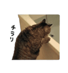 格差キャッツ 梅と福（個別スタンプ：13）
