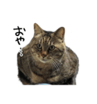 格差キャッツ 梅と福（個別スタンプ：15）